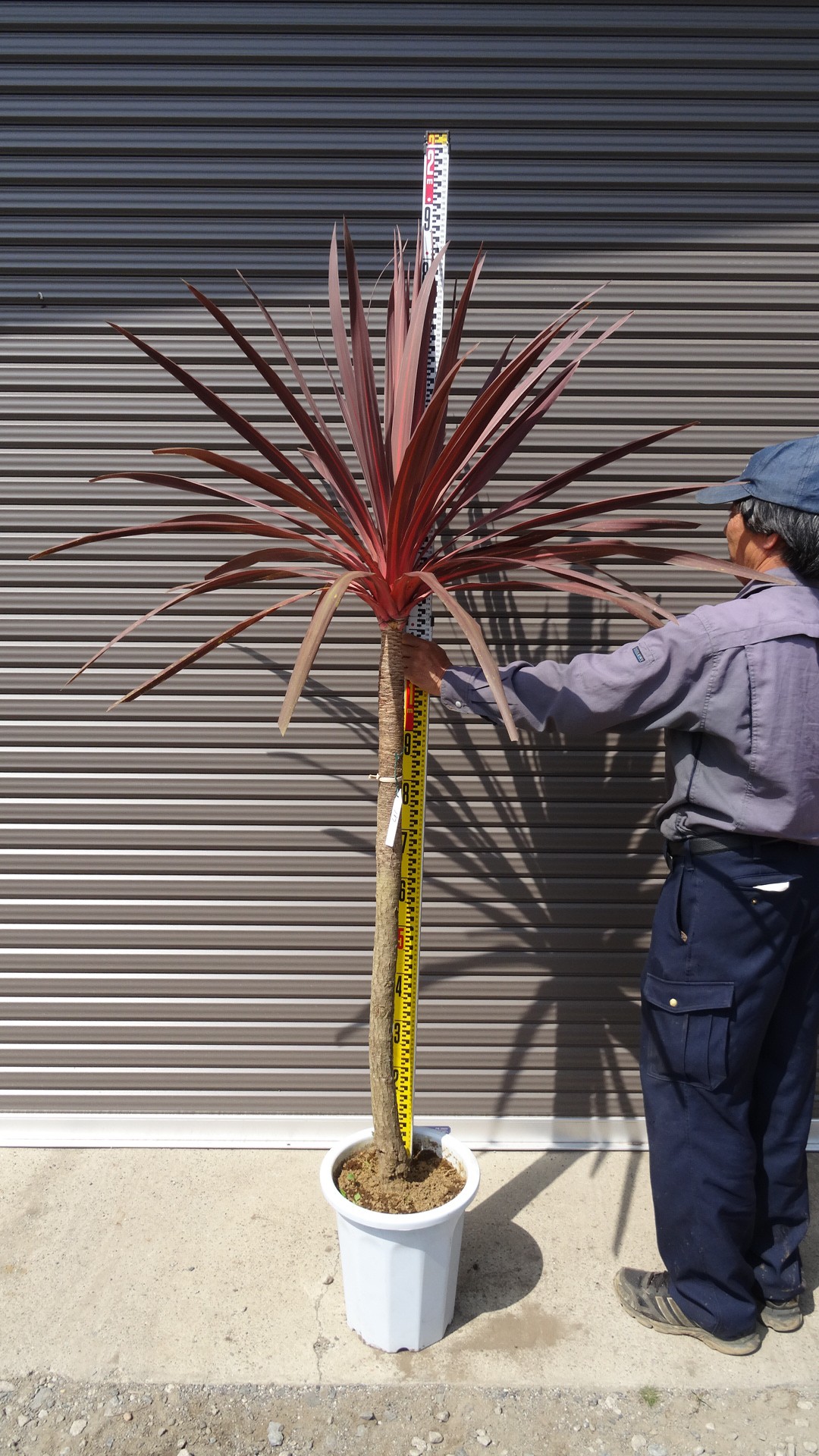 赤ドラセナ〖レッドスター〗 入荷情報 187 | 松樹園緑化