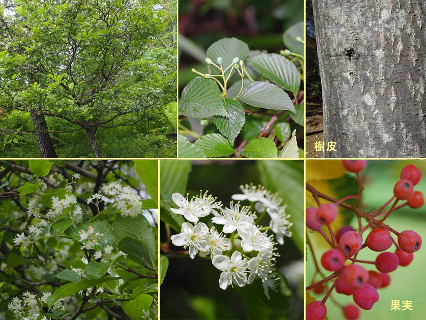 野山の草花・木々の花」植物検索図鑑 | アズキナシ