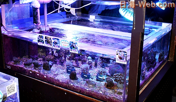 90角水槽 | 店舗案内 | 海水魚のパイオニア 日海センター （日海