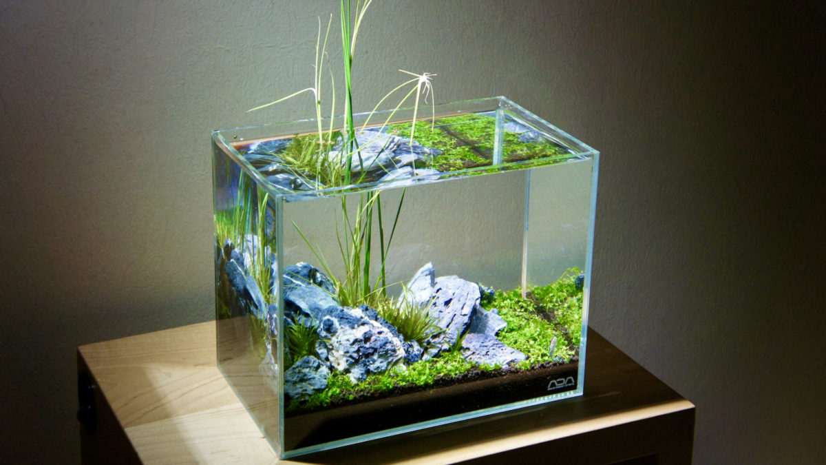 3 Reasons to Buy ADA Cube Garden – The Scaper's Room