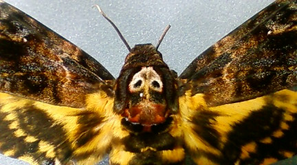 クロメンガタスズメ | 虫けら屋の「ちょっと虫採り行ってくる！」