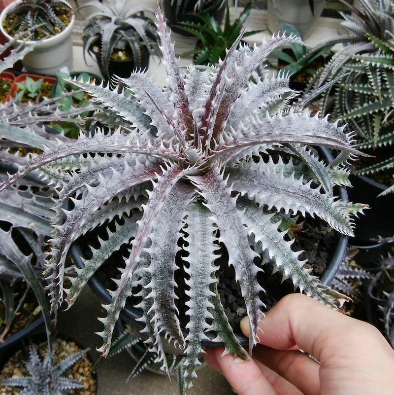 ディッキア成長記録：Dyckia 'Bone' x 'Arizona' #Right Hand編