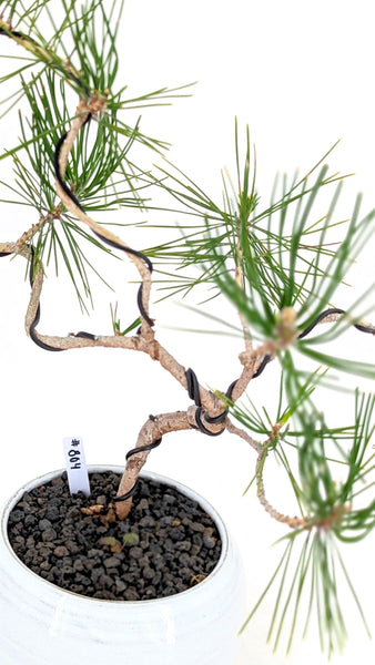 Japanese Black Pine Bonsai | The Bonsai Shop – Dandy Farmer