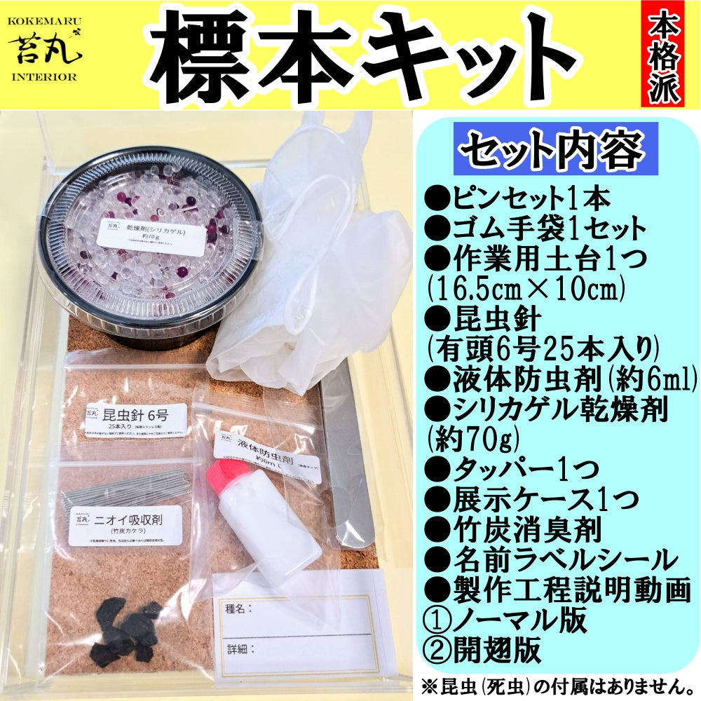 昆虫標本キット – クワガタムシ・カブトムシ昆虫専門店COLORS