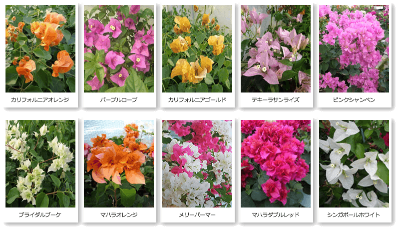 ブーゲンビリア専門の生産販売 | 石井園芸 | 種類と大きさ