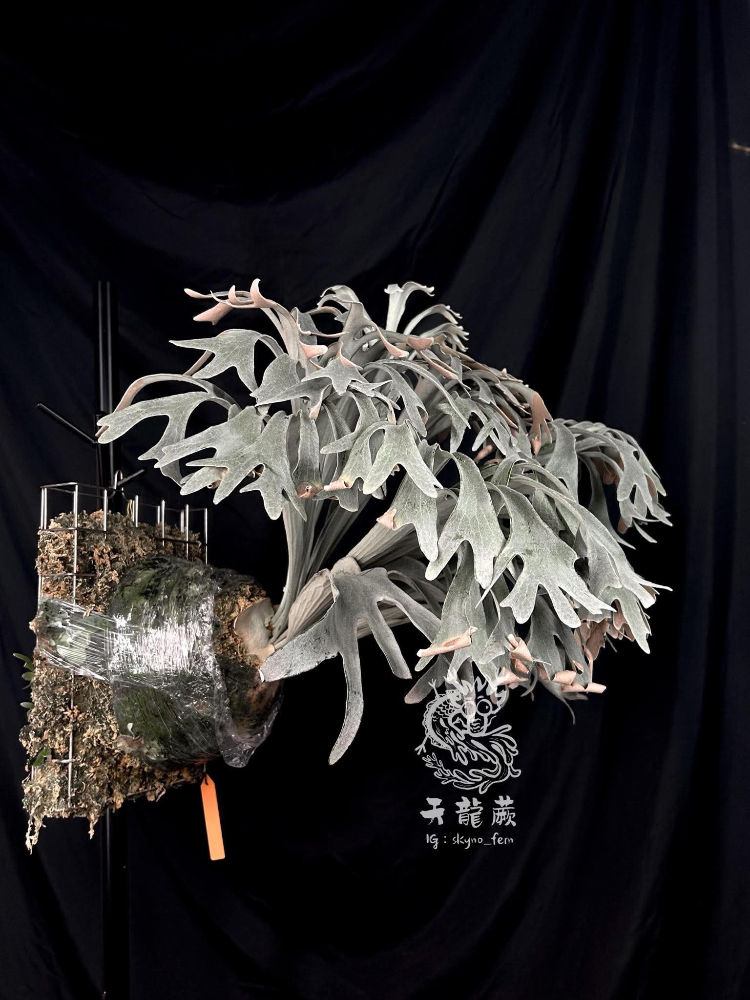 Frontier Plants】5月24日販売予定のビカクシダの価格と画像を紹介