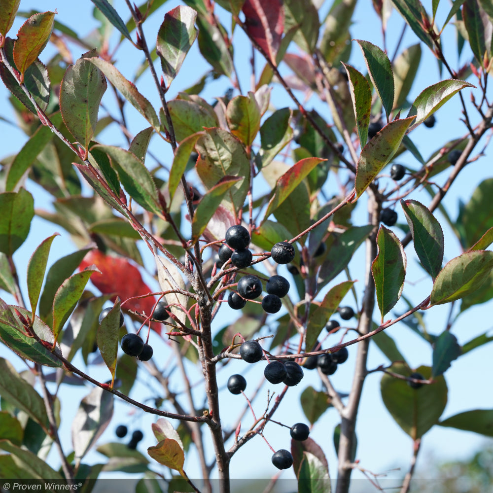 Chokeberry, Low Scape Snowfire #3 – Greenwood Creek Nursery