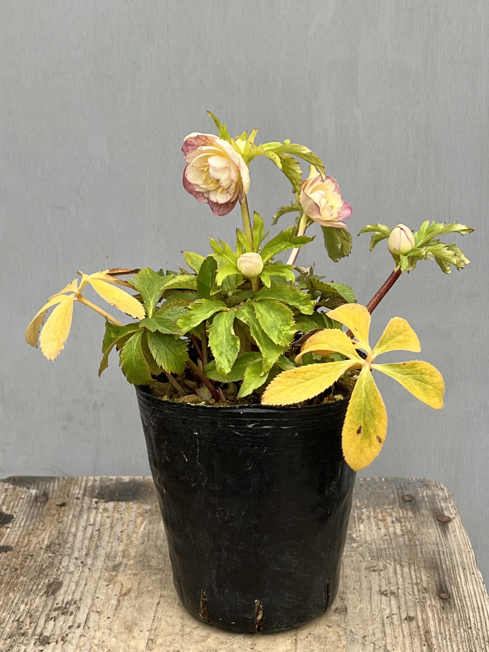 クリスマスローズ ミスティーク ss 大木ナーセリー 開花苗 6号鉢 大木