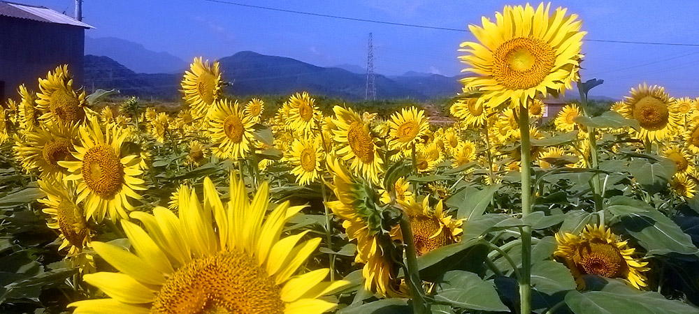 ひまわり保険事務所