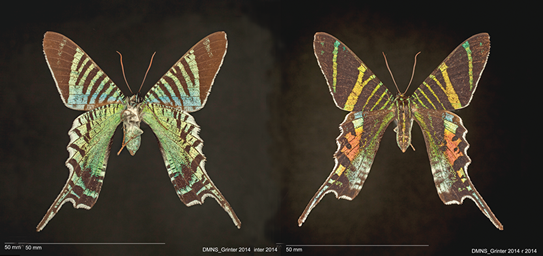 LOST ZOO | ジャマイカニシキオオツバメガ 昆虫館“Lost Insect Planet