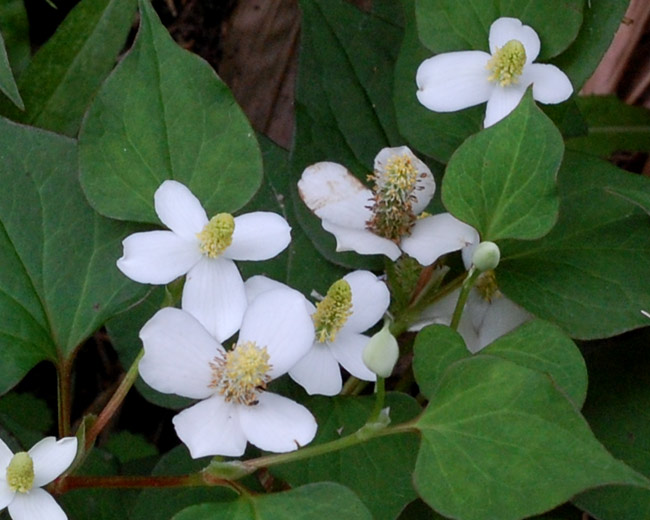 ドクダミ-西宮の湿生・水生植物-