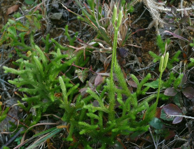 ヒカゲノカズラ-関西の花・シダ・西宮-