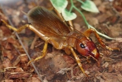 多摩動物公園に飼育担当者泣かせのオバケコロギス（リオック