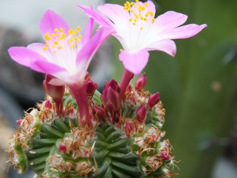 紅籠の開花 | Doremifaのサボテン