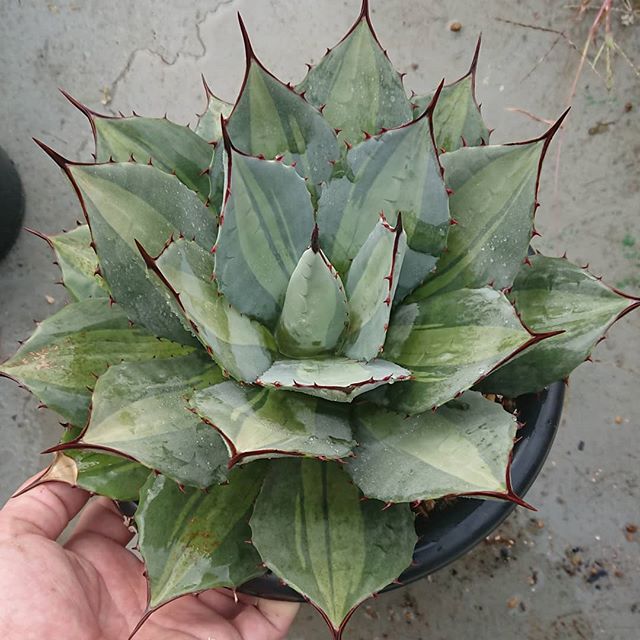 吉祥天錦（中斑） – ROUKA – Succulents Note