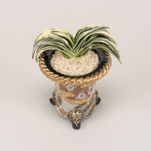 万年青 鸞山 羅紗系 金文字 芋吹き おもと 鉢付き 万年青 鸞山 羅紗系