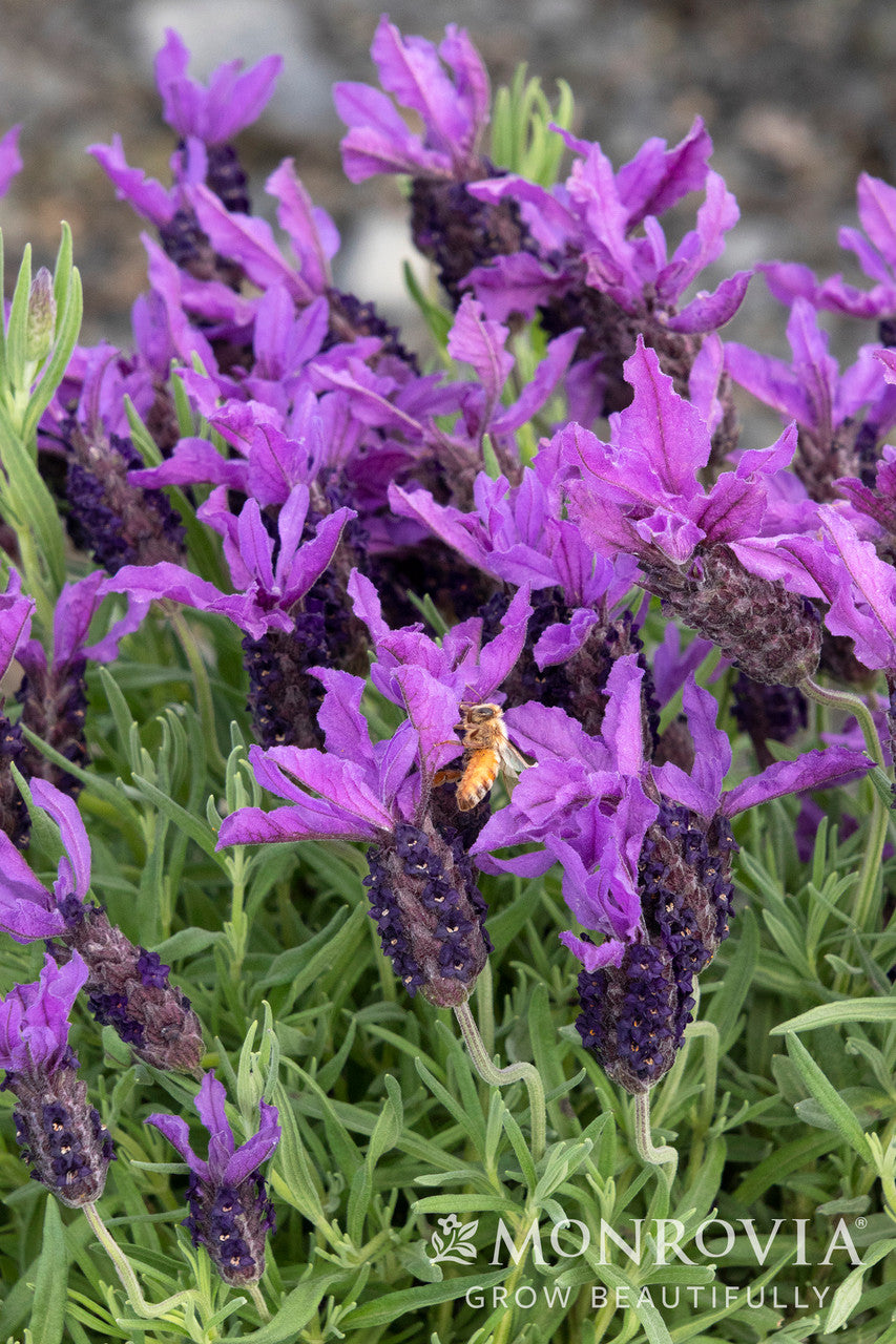 Javelin Forte™ Deep Purple Lavender – Armstrong Garden Centers