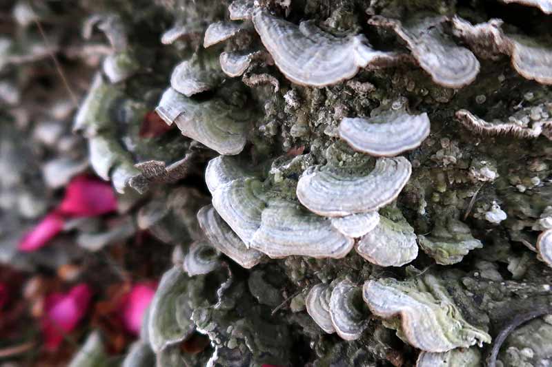 猿の腰掛け | 路傍の花