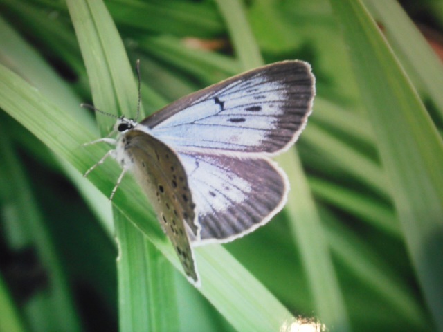 ゴマシジミ: 蝶屋（Tefu-ya）のブログ