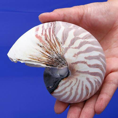 海水魚 貝殻）シェルコレクション オウムガイ（1個） - 通販 | 家具と