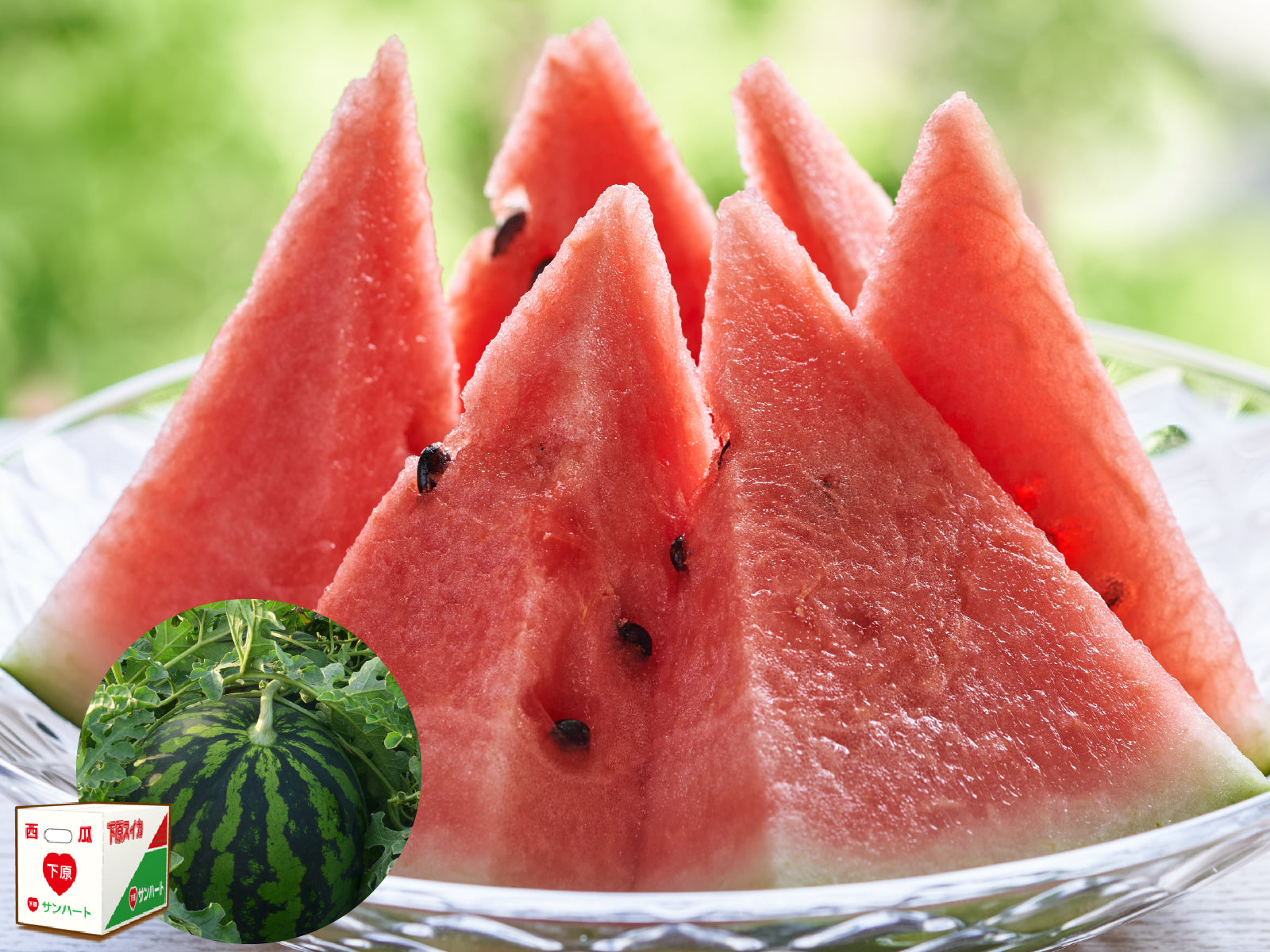 長野県下原町産完熟スイカ – とびっきりギフト