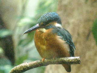 カワセミ（川蝉、翡翠） - 鳥類図鑑 - 動物図鑑 - 動物写真のホームページ