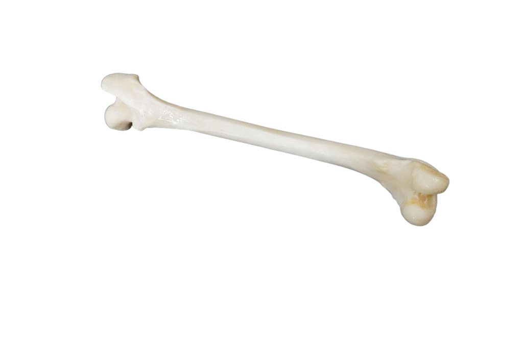 Coyote Femur - Real Bone – Dapper Cadaver Props