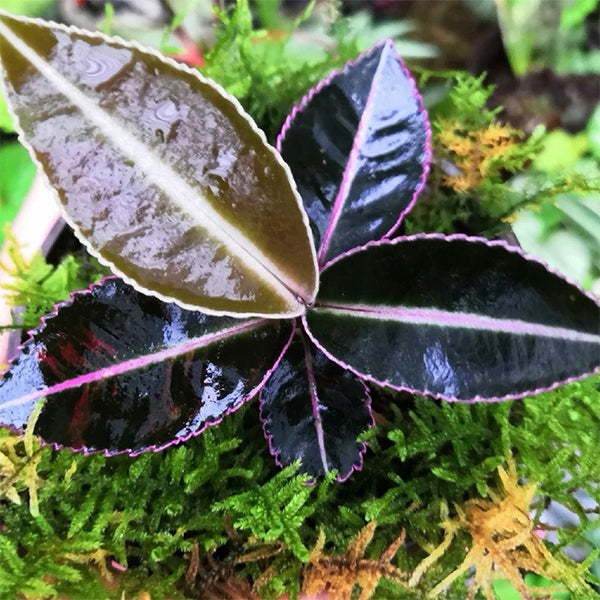 Labisia sp.Hulu Kapuas Kalimantan Barat for Sale | My Home Nature