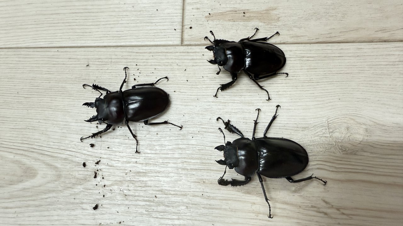 ヤエヤママルバネクワガタの飼育方法｜ペアリングから幼虫管理まで