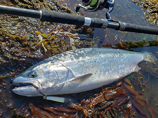 カムイランケタム 121 アキアジ アメマス 楽天市場】ダイワ(DAIWA