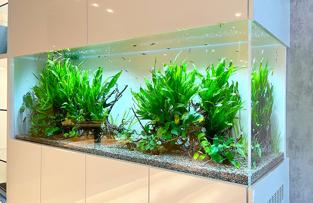 アクアリウムの流木特集！水槽レイアウトにおすすめの種類を解説・ご