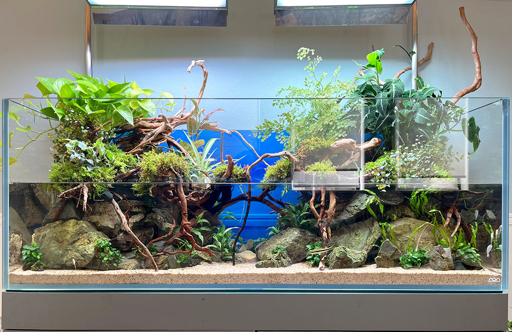 アクアリウムの流木特集！水槽レイアウトにおすすめの種類を解説・ご