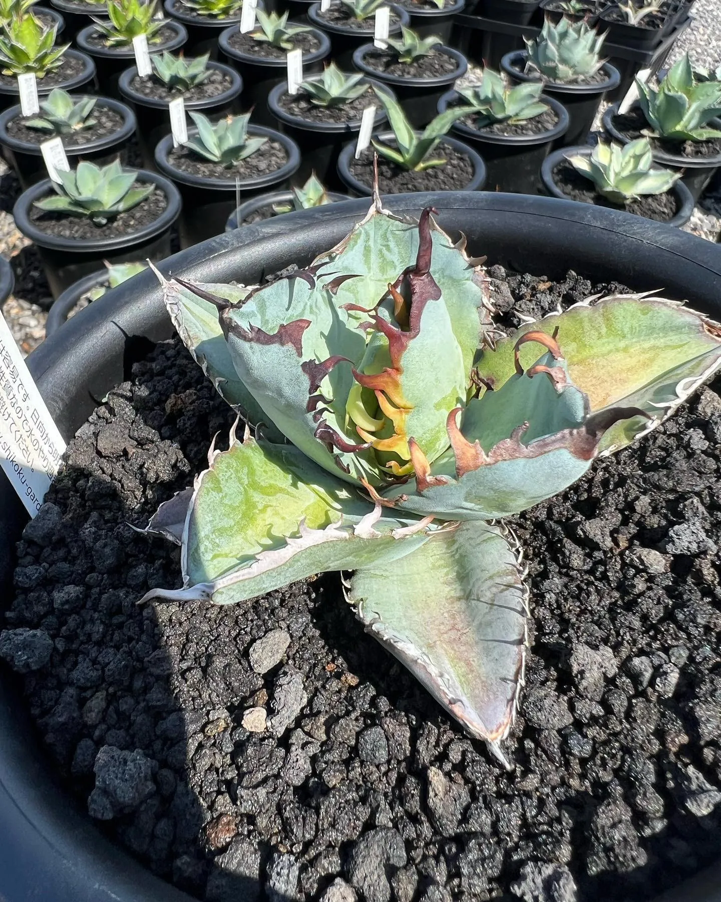 今回一押しのチタノタブルー実生 選抜株です。 | ブログ | 愛知の植物