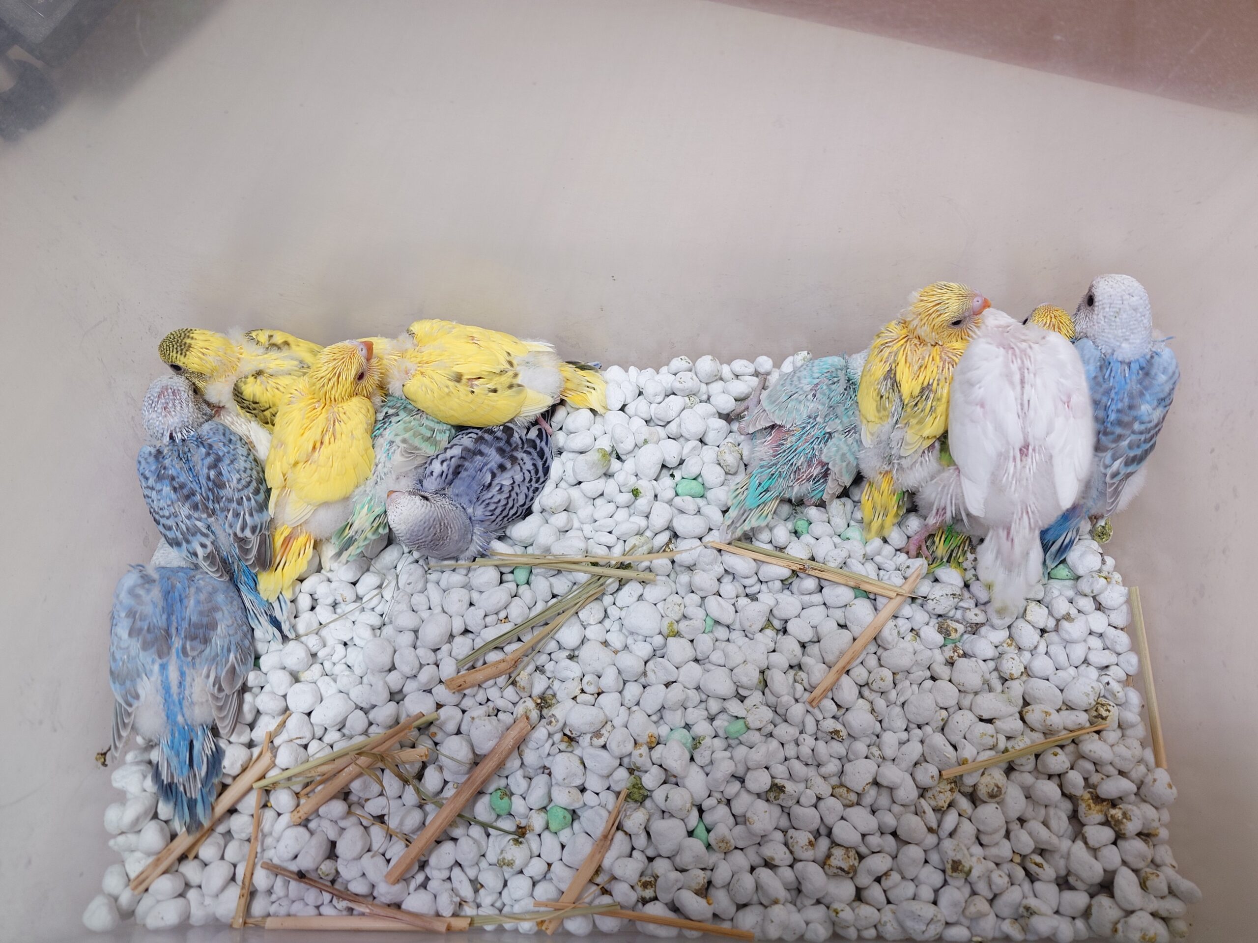 セキセイインコ雛＆オカメインコ雛入荷 | 谷美鳥園