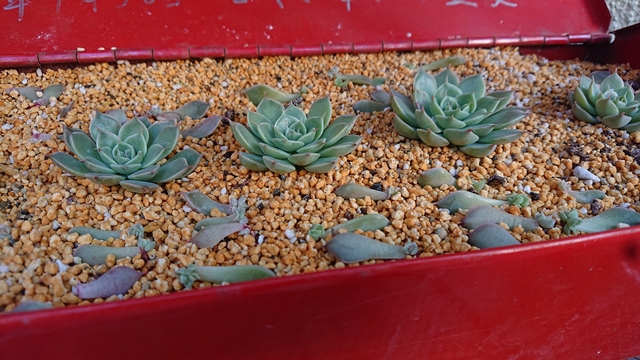 多肉植物】カット苗を初心者さんが上手に作る方法と購入方法！｜東京