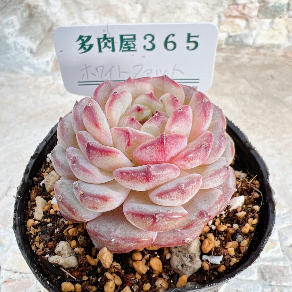 プロ厳選！BASE通販で手に入る多肉植物60種の特徴＆育て方 | 多肉屋365