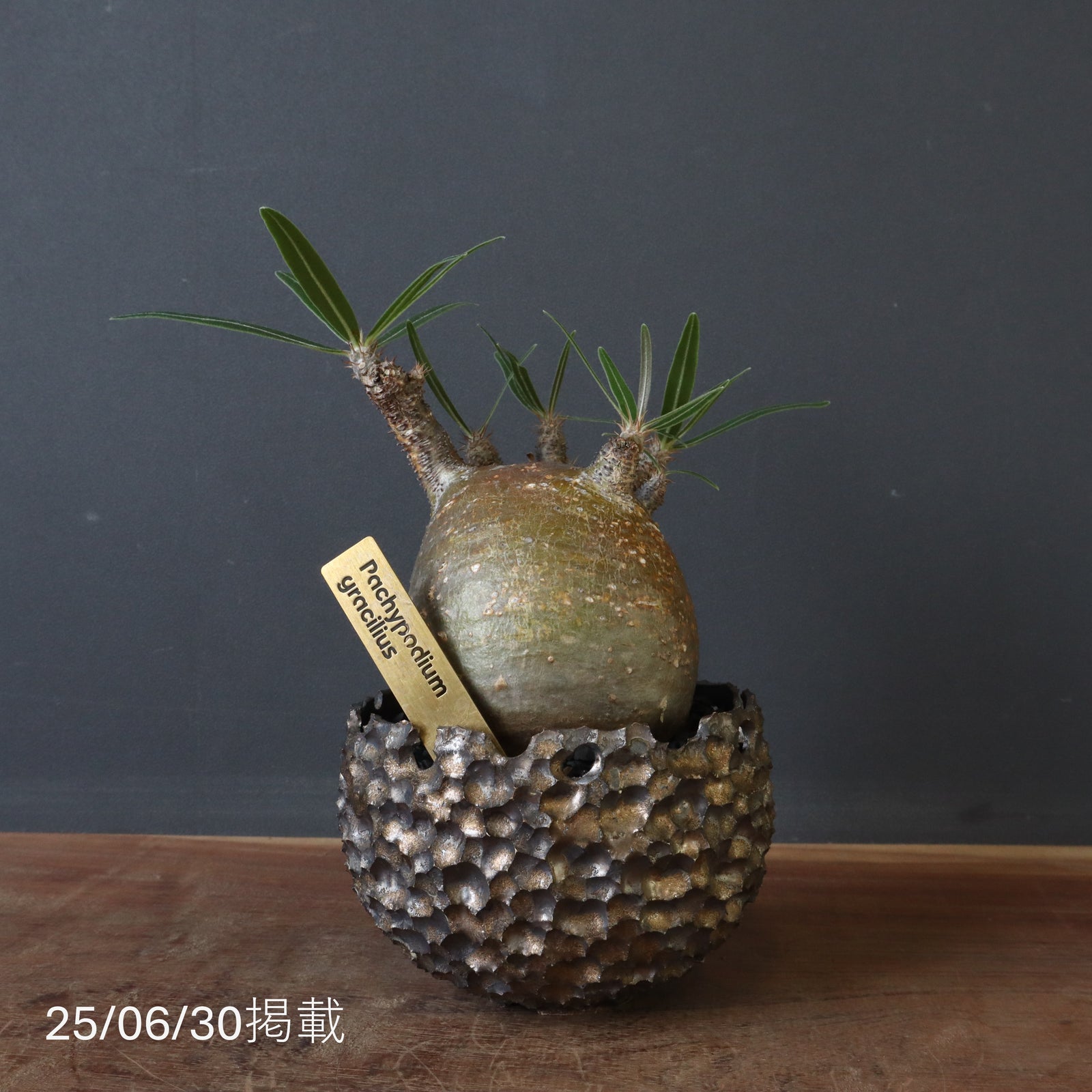 雷土陶器鉢】P.グラキリス 787【綴化】 – TaiShoDo ONLINE SHOP