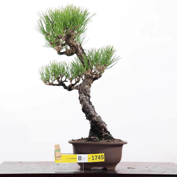 貴風盆栽、黒松、島採取、60年強 目立った傷や汚れなし 貴風盆栽、黒松