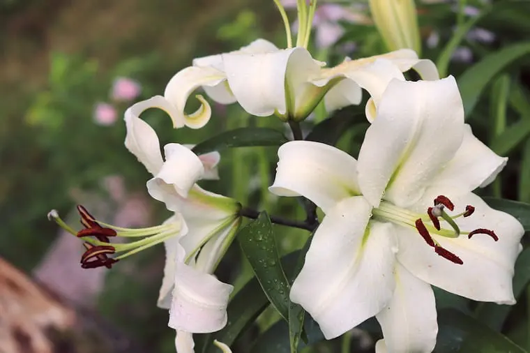 バイレード】ナイトヴェールズ カサブランカリリーの香水レビュー