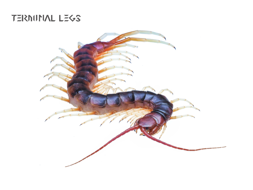 ペルビアンジャイアントオオムカデ | Terminal Legs