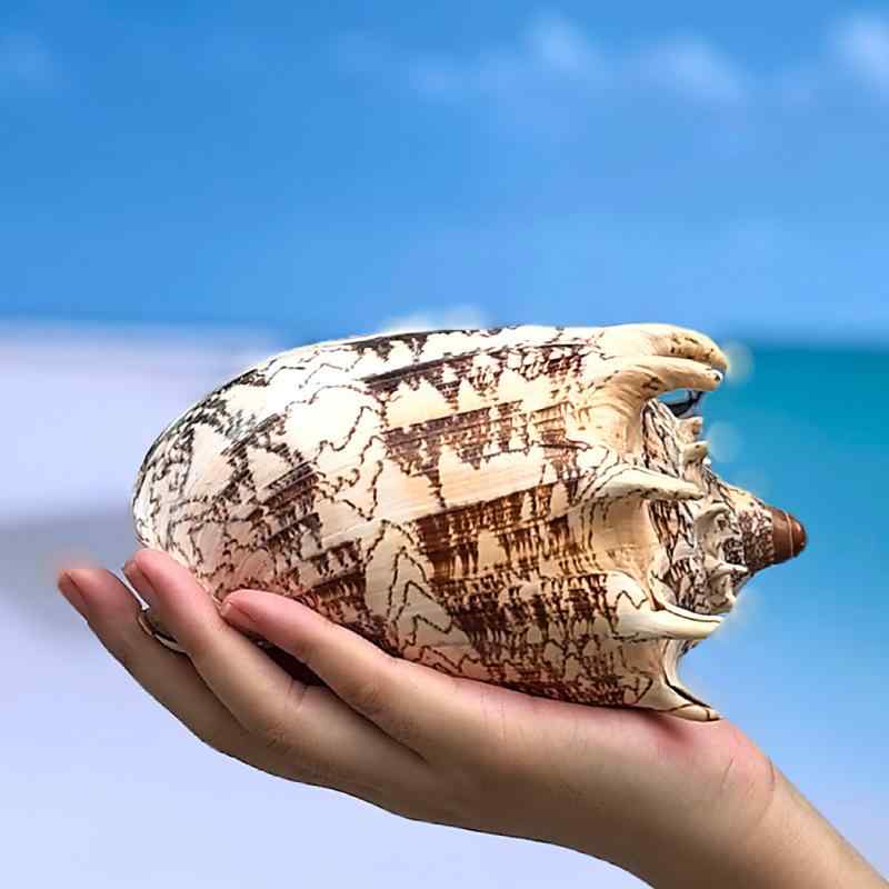 楽天市場】ほら貝（インテリア・寝具・収納）の通販