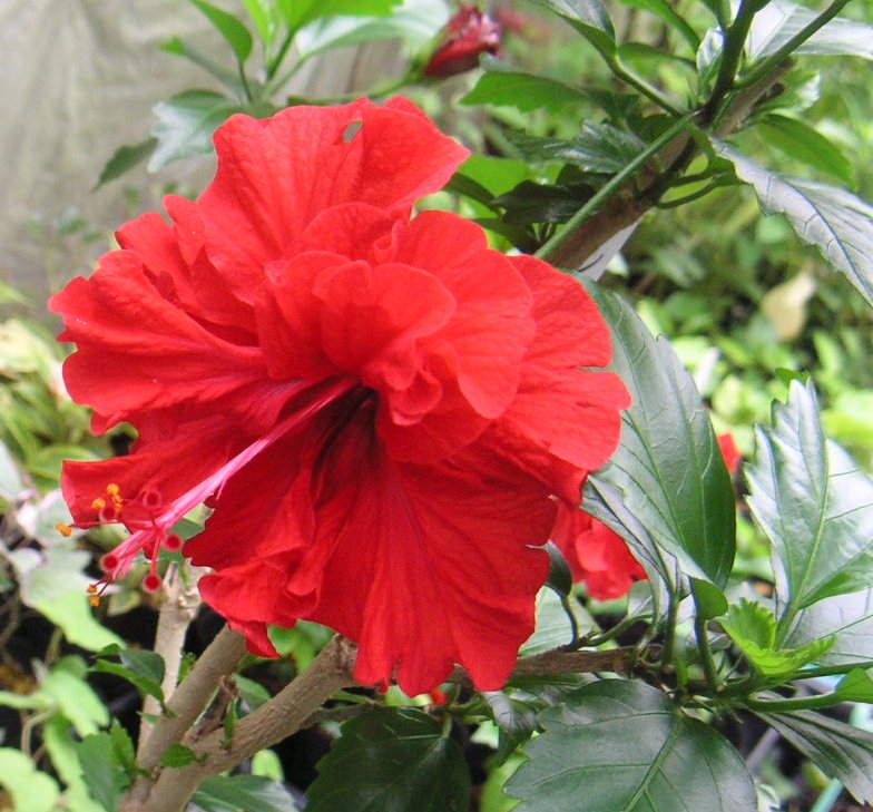 楽天市場】ハワイアンハイビスカス 苗の通販