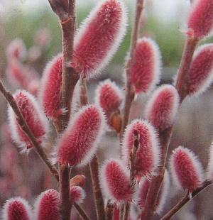 楽天市場】ピンクネコヤナギの通販