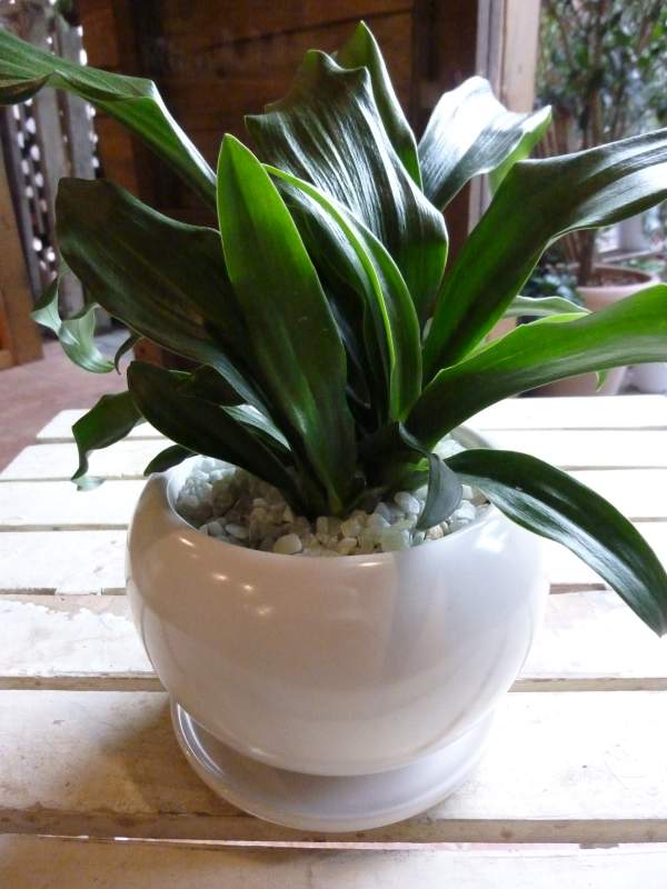 楽天市場】万年青 鉢の通販