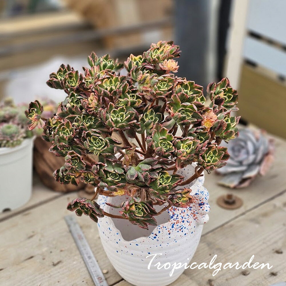 楽天市場】アエオニウム サンデルシーの通販