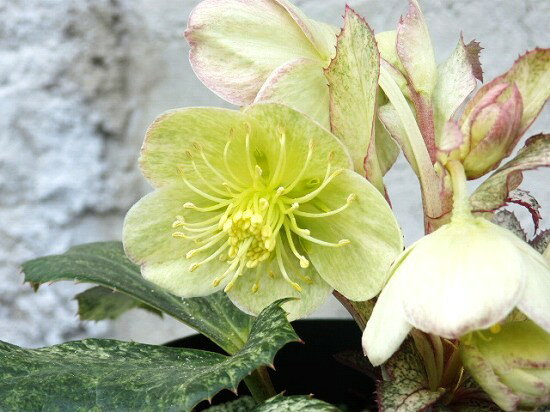 楽天市場】クリスマスローズ 斑入りの通販