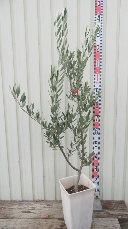 楽天市場】オリーブ ミッションの通販