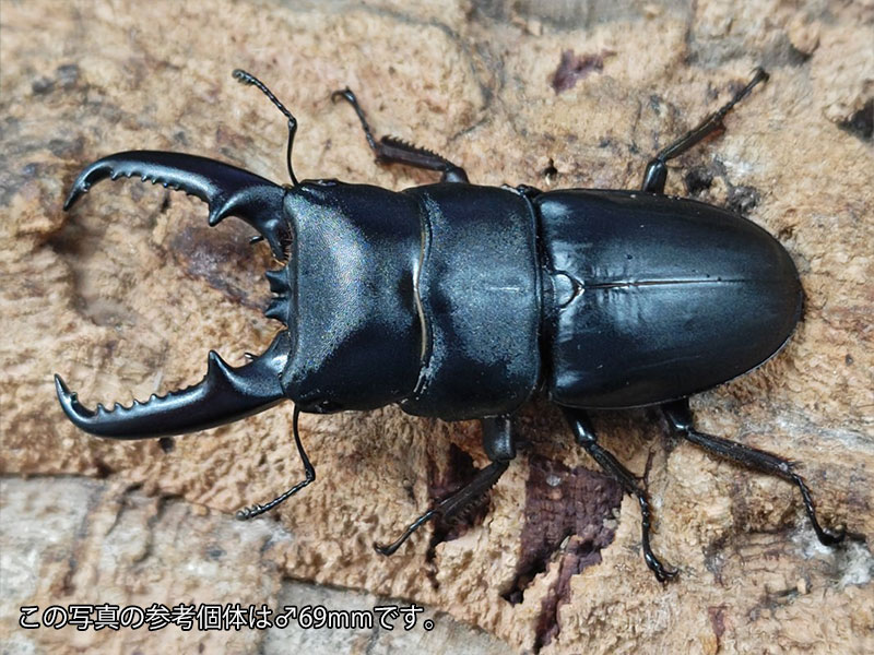 楽天市場】ツシマ ヒラタクワガタの通販
