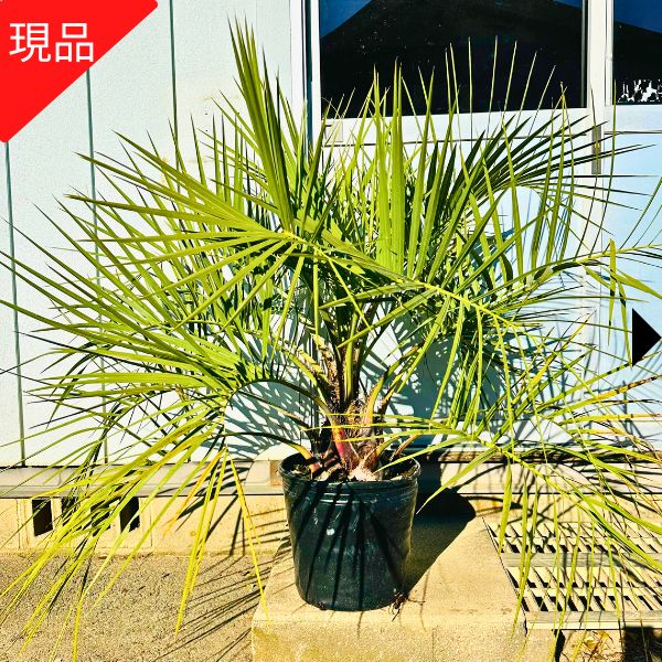 楽天市場】ココスヤシ（植木｜ガーデニング・農業）：花・ガーデン