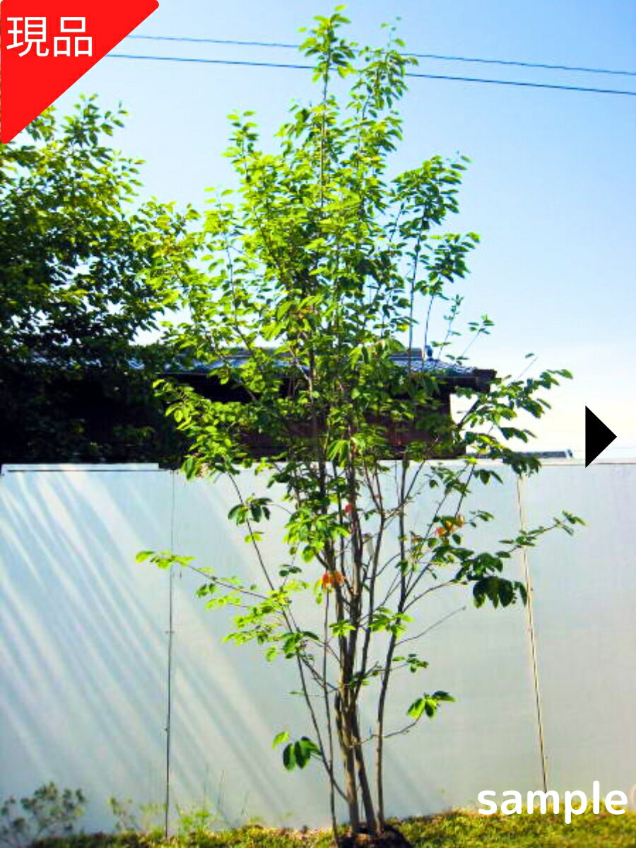 楽天市場】ジューンベリー 株立ちの通販